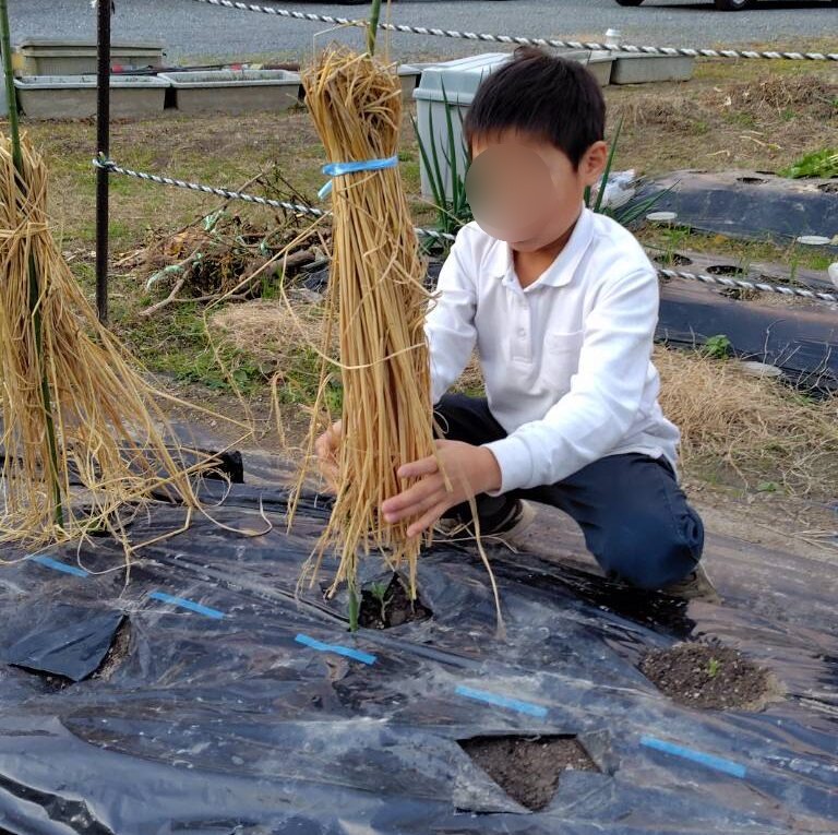 ぐんぐん育て！僕らのお豆